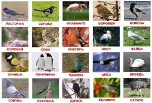 kart.ptici.po.domanu.d