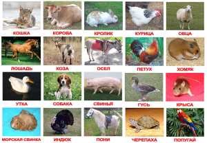 kart.dom.zhivotnie.po.domanu.d